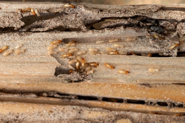 Best Spider Control Near Me  in Nellysford, VA